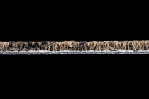 Autumn Woods 601005 Rust фото 4 | FLOORDEALER