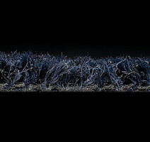 Forbo Coral Brush 5727 Stratos Blue фото 3 | FLOORDEALER