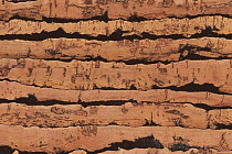 Natural Cork Tigre фото 1 | FLOORDEALER