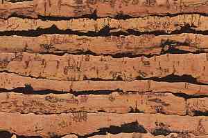 Пробковое покрытие Natural Cork Tigre фото  | FLOORDEALER