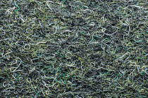 Forbo Akzent 10718 Forest фото 4 | FLOORDEALER