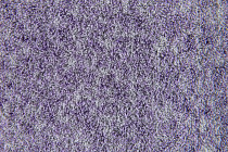 Flotex Colour Penang 50*50 t 382027 Penang Orchid фото 3 | FLOORDEALER