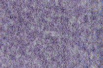 Flotex Colour Penang 50*50 t 382027 Penang Orchid фото 3 | FLOORDEALER