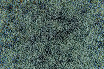 Flotex Colour s 290009 Calgary Moss фото 2 | FLOORDEALER