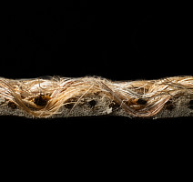 Tasibel Zambesi 2060 / 19 фото 5 | FLOORDEALER