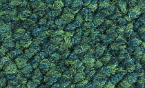 Tessera Chroma 3620 Evergreen фото 5 | FLOORDEALER