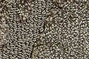 Ковролин Radici Glamour Cardamomo 1303 фото  | FLOORDEALER