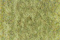 Flotex Colour Canyon 50*50 t 545027 Canyon Kelp фото 3 | FLOORDEALER