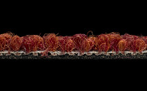 Desso Grain 4211 фото 4 | FLOORDEALER