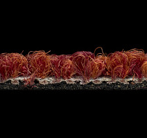 Desso Grain 4211 фото 4 | FLOORDEALER