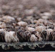 Bonkeel Stone Beige фото 2 | FLOORDEALER