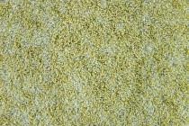 Flotex Colour s 482006 Penang Sage фото 2 | FLOORDEALER