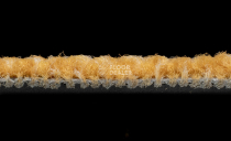 IVC Liberate 232 фото 4 | FLOORDEALER