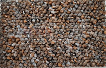 Ковролин Timzo Fortuna 3918 фото 1 | FLOORDEALER