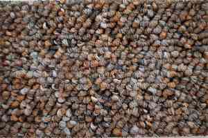 Ковролин Timzo Fortuna 3918 фото  | FLOORDEALER