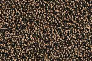 Ковролин Desso Cassini 1659 фото  | FLOORDEALER