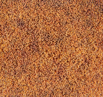 Flotex Colour s 290005 Calgary Melon фото 3 | FLOORDEALER