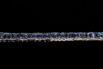 AW Medusa 77 фото 4 | FLOORDEALER