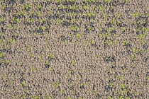 Neuflor Desert 600905 + New Leaf фото 3 | FLOORDEALER