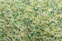 Ковровая плитка Forte в плитке 96008 t Field фото 1 | FLOORDEALER