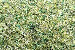 Ковровая плитка Forte в плитке 96008 t Field фото  | FLOORDEALER