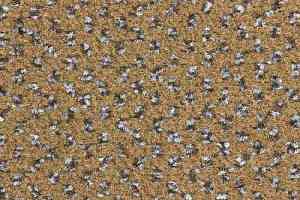 Ковролин Balsan Signature 769 фото  | FLOORDEALER