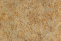 Flotex Colour Calgary 50*50 t 590006 Calgary Sahara фото 2 | FLOORDEALER