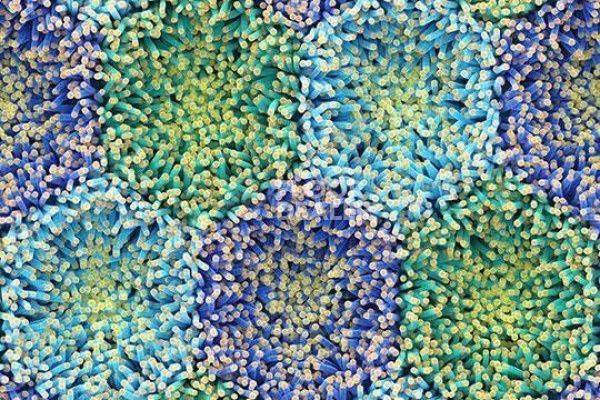 Ковролин Flotex by Mac Stopa 360001F blue anemone фото 1 | FLOORDEALER