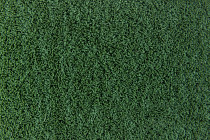 Flotex Colour s 482010 Penang Avergreen фото 2 | FLOORDEALER