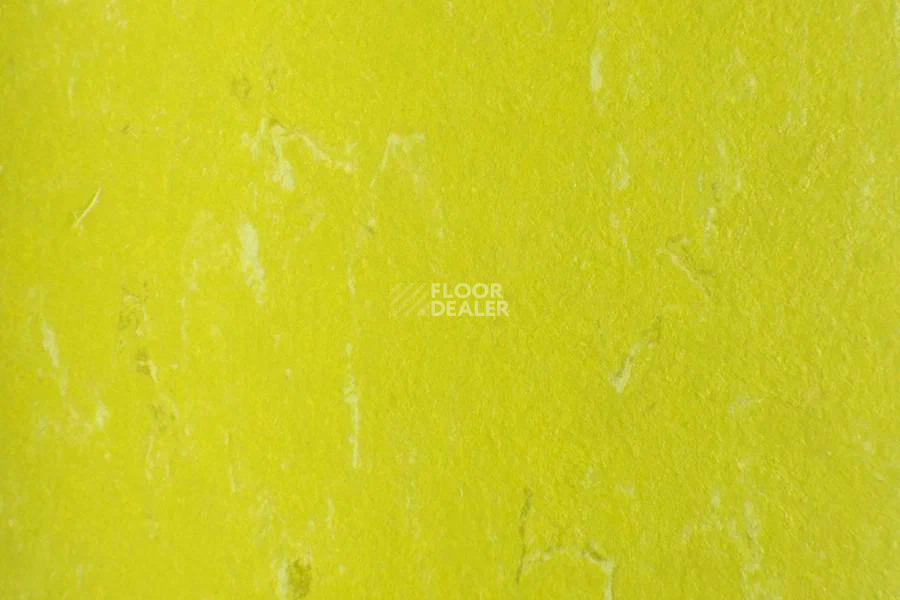 Forbo Marmoleum Solid Piano 3646-364635 young grass фото 2 | FLOORDEALER