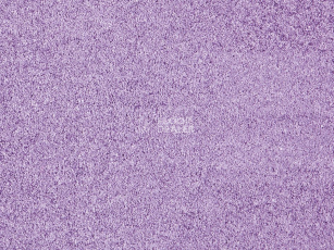 Ковролин ITC Carpe Diem Carpe Diem 080 фото 1 | FLOORDEALER