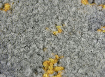 Ковровая плитка ColorKey ColorKey b 03 фото 1 | FLOORDEALER