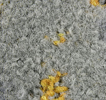 Ковровая плитка ColorKey ColorKey b 03 фото 1 | FLOORDEALER