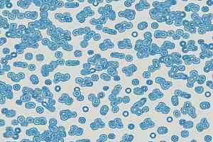 Ковролин Flotex Sottsass Bacteria 990202 фото  | FLOORDEALER