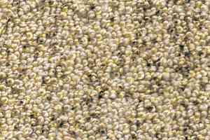 Ковролин AW Dakota 34 фото  | FLOORDEALER