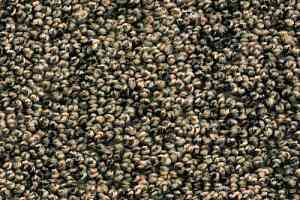 Ковролин AW Dakota 95 фото  | FLOORDEALER