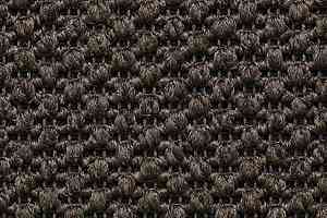 Ковролин Carpet Concept Eco Tre 681057 фото  | FLOORDEALER