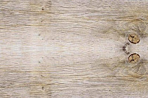Пробковое покрытие Corkstyle Wood SIBIRIAN LARCH LIMEWASHED фото 1 | FLOORDEALER