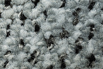 Balsan Take a Walk Rolls 910 фото 5 | FLOORDEALER