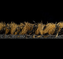 Forbo Coral Brush 5716 Masala Brown фото 3 | FLOORDEALER