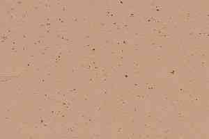 Линолеум Forbo Marmoleum Decibel on Order 359235 salted caramel фото  | FLOORDEALER