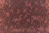 Flotex metro planks p 946017 Metro Berry фото 3 | FLOORDEALER