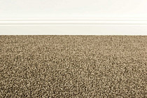 Ковролин ITC Satino Pissarro 47 фото 1 | FLOORDEALER