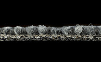 Desso Desert 9502 фото 4 | FLOORDEALER