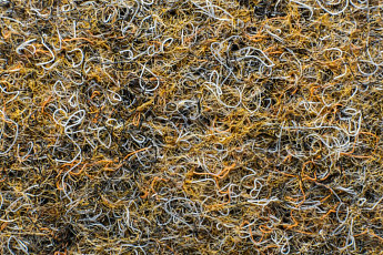 Ковролин Forbo Markant 11105 Desert фото 1 | FLOORDEALER