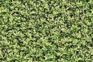 Ковролин Halbmond Pure Elements 13836 фото  | FLOORDEALER