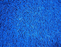 Искусственная трава Деко Цветная 20мм Синий фото 1 | FLOORDEALER