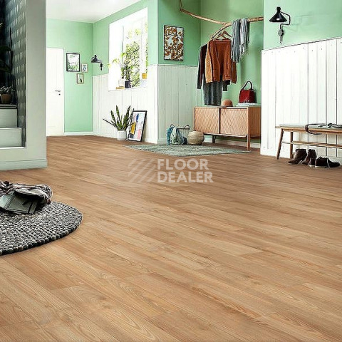 Kronotex Robusto 12мм d80892 Каштан Солсбери темный фото 3 | FLOORDEALER