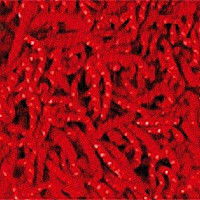 Ковролин Girloon Dream 150 фото 1 | FLOORDEALER