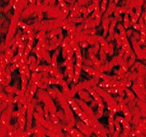 Ковролин Girloon Dream 150 фото 1 | FLOORDEALER